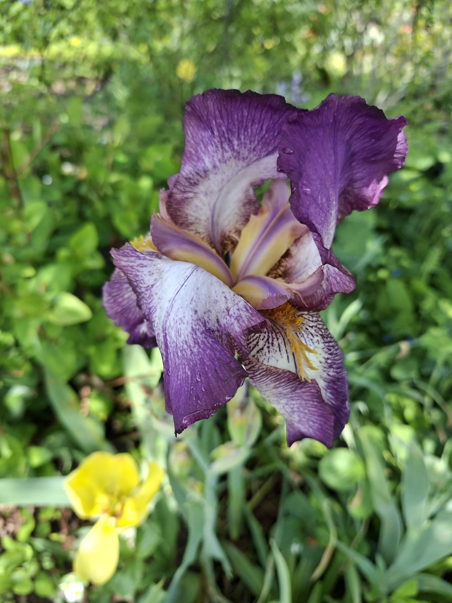 Violette Iris